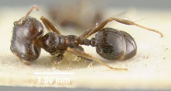 Media type: image;   Entomology 9078 Aspect: habitus dorsal view